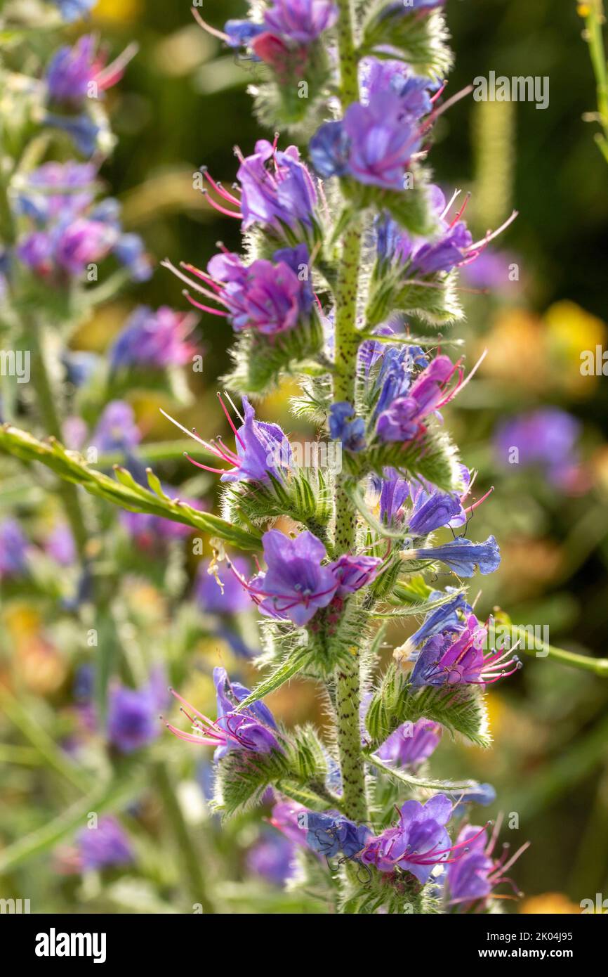 Fantastic Echium vulgare, viper's bugloss, growing wild, path side verge, in close-up. Natural flower portrait in its environment Stock Photo