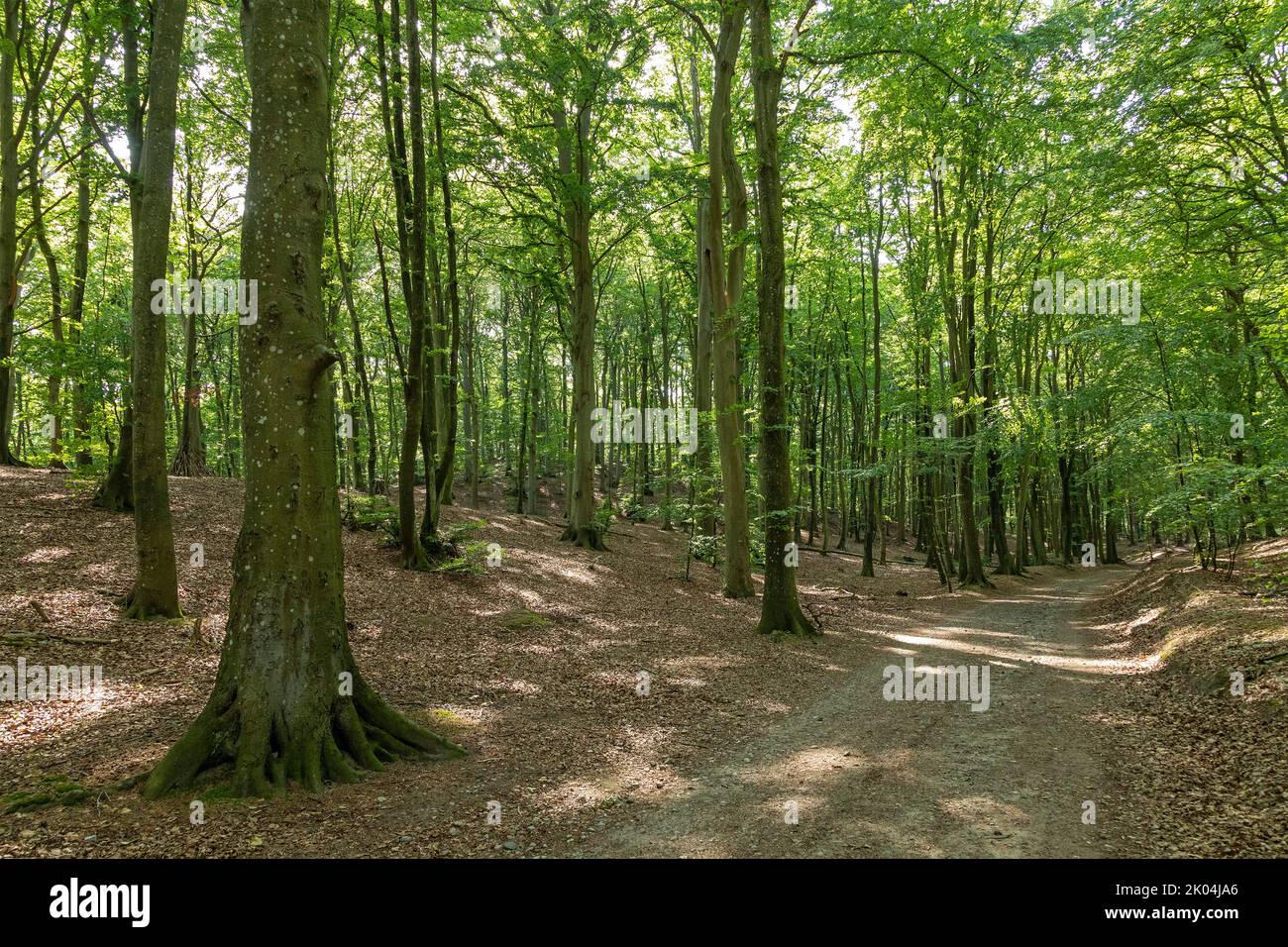 forest near Sellin, Rügen Island, Mecklenburg-West Pomerania, Germany Stock Photo