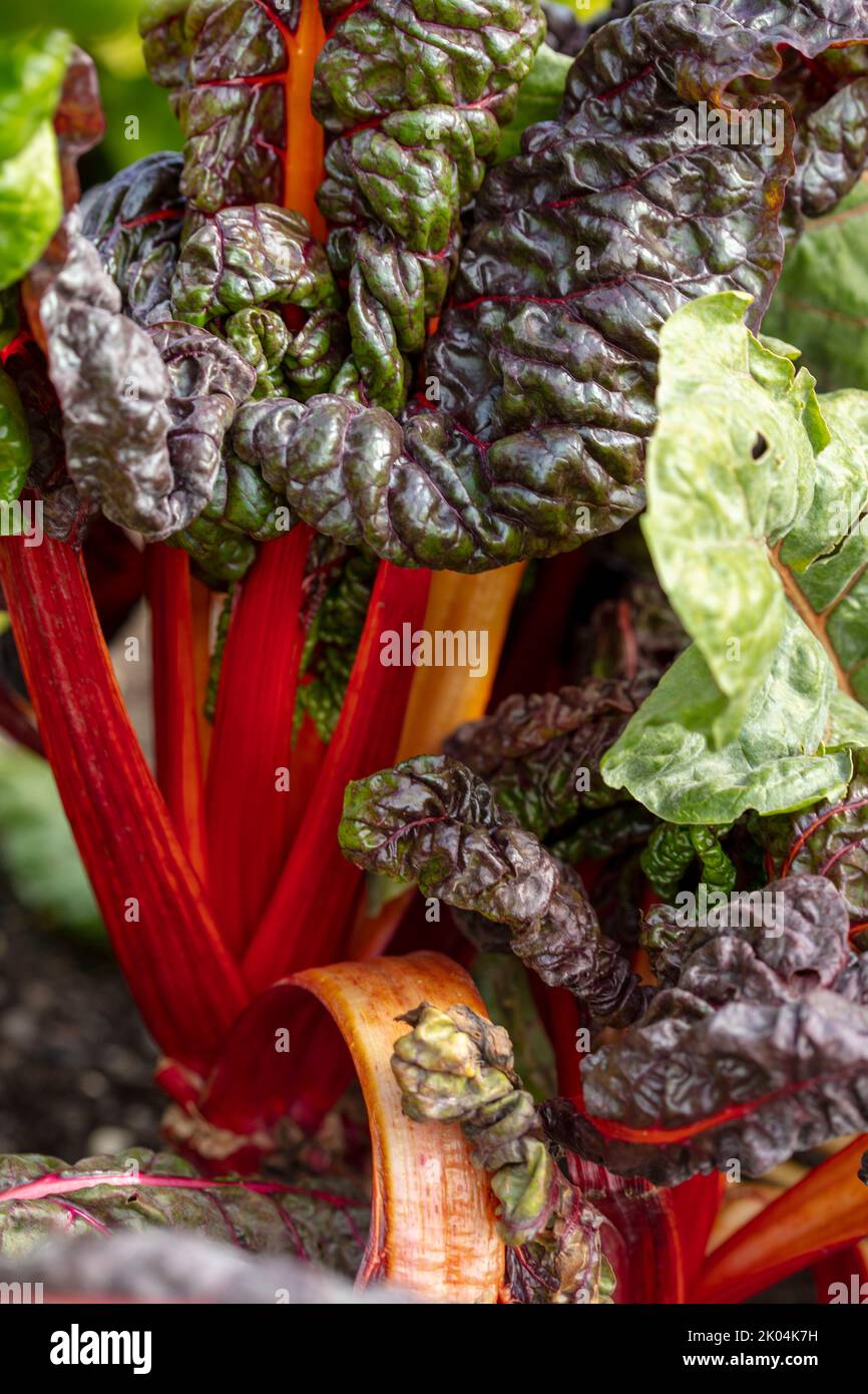 Brilliant and tasty Chard ‘Bright Lights’, leaf beet, showing colour ...