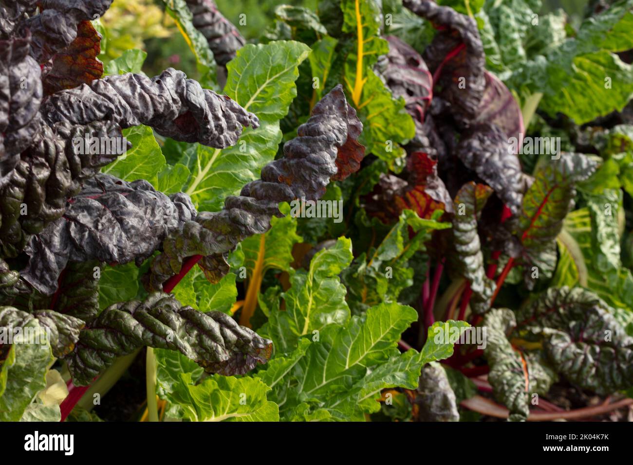 Brilliant and tasty Chard ‘Bright Lights’, leaf beet, showing colour ...