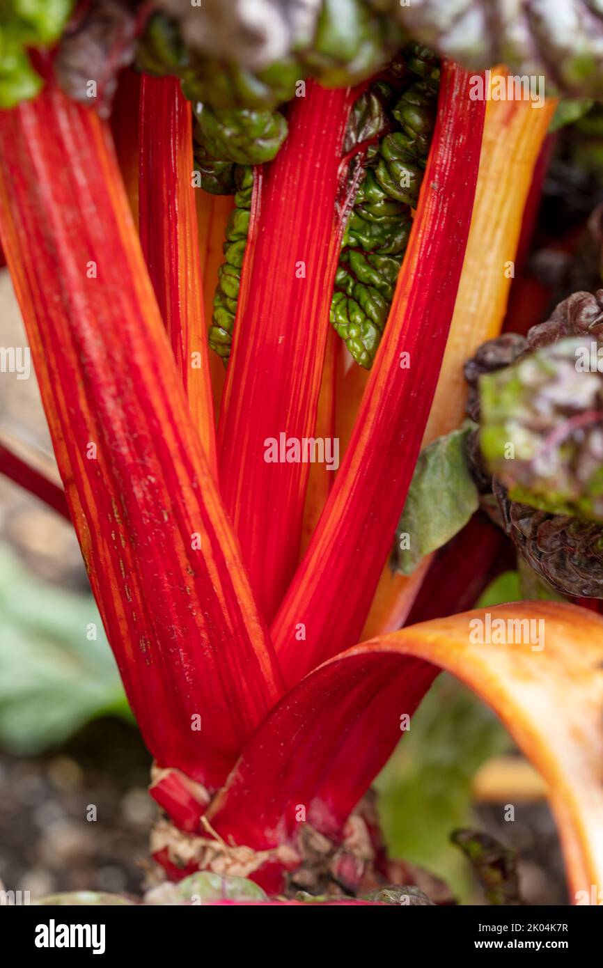 Brilliant and tasty Chard ‘Bright Lights’, leaf beet, showing colour