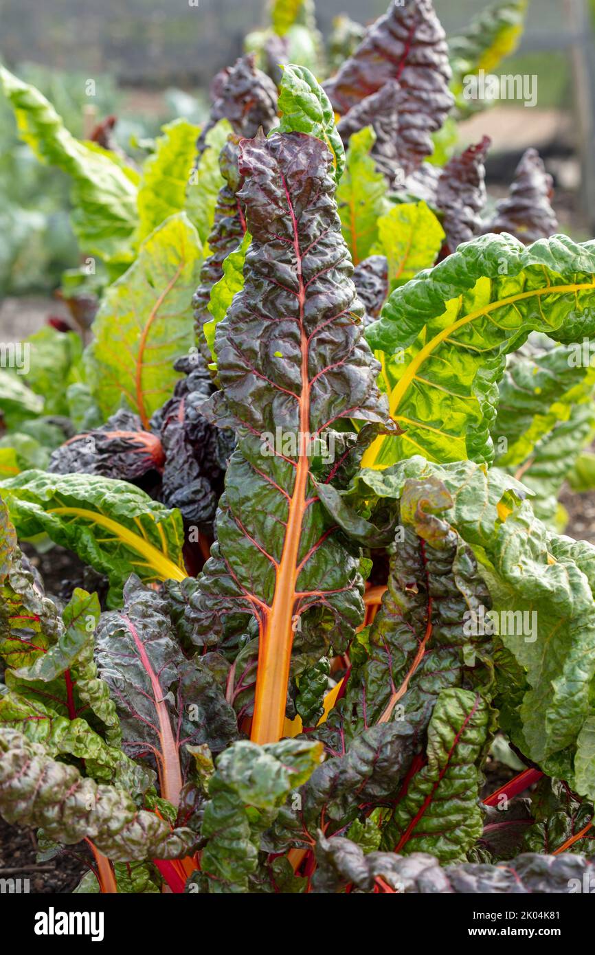 Brilliant and tasty Chard ‘Bright Lights’, leaf beet, showing colour ...