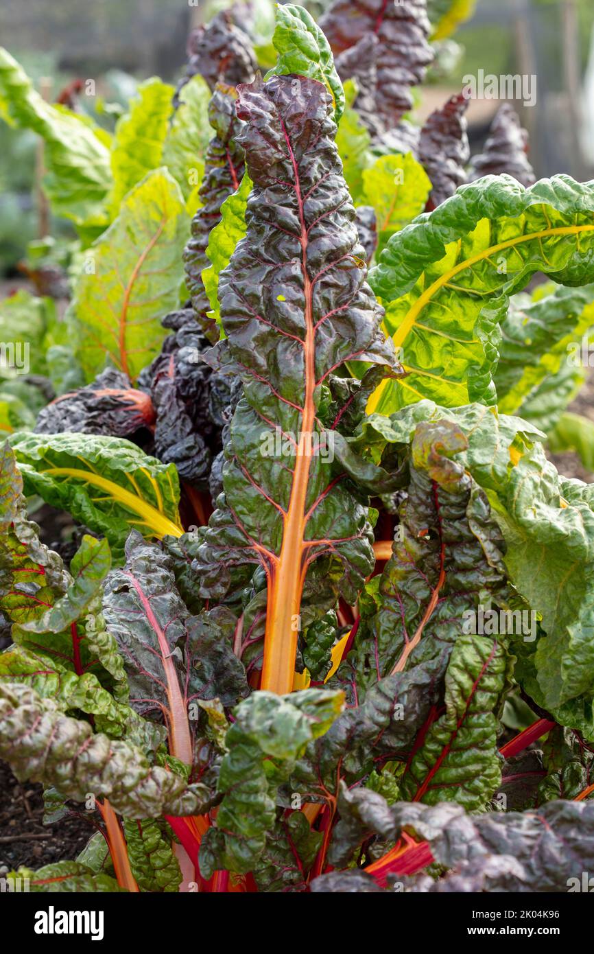 Brilliant and tasty Chard ‘Bright Lights’, leaf beet, showing colour