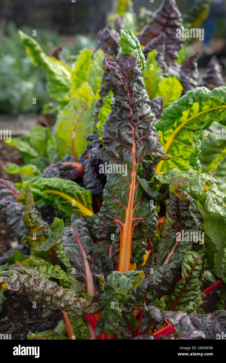Brilliant and tasty Chard ‘Bright Lights’, leaf beet, showing colour ...