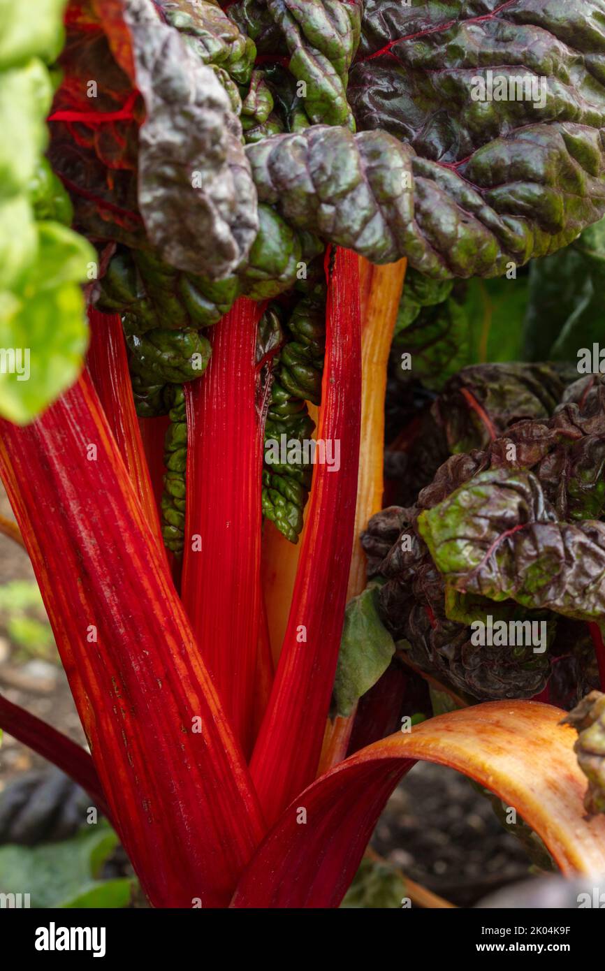Brilliant and tasty Chard ‘Bright Lights’, leaf beet, showing colour ...