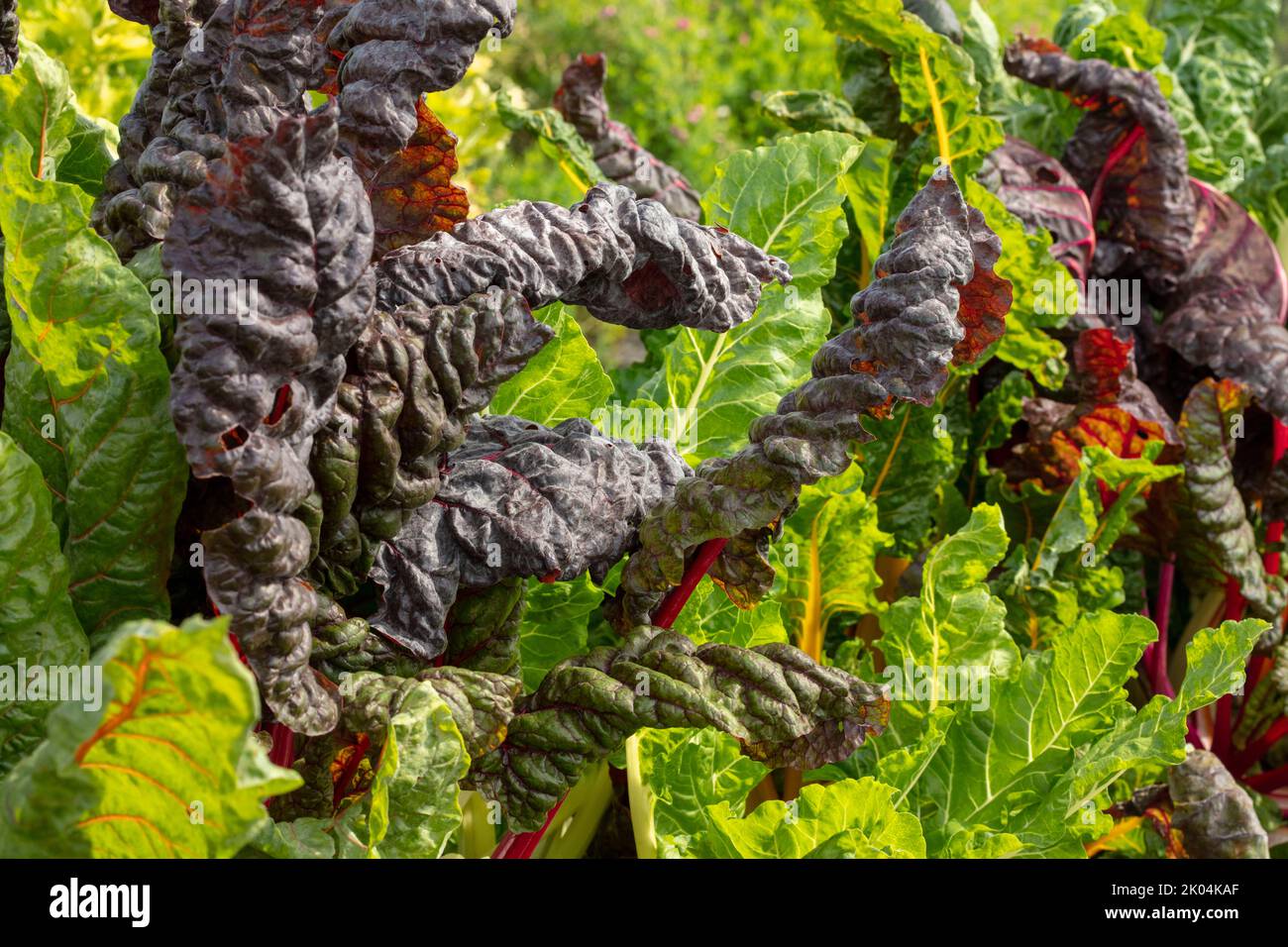 Brilliant and tasty Chard ‘Bright Lights’, leaf beet, showing colour
