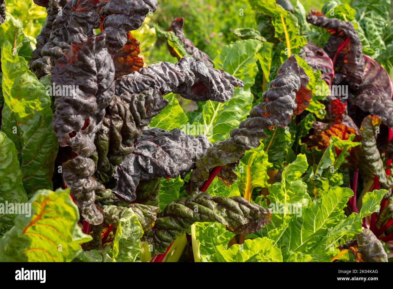 Brilliant and tasty Chard ‘Bright Lights’, leaf beet, showing colour ...
