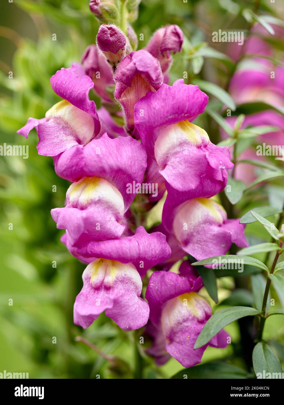 Very close-up natural plant portrait of Antirrhinum, dragon flowers ...