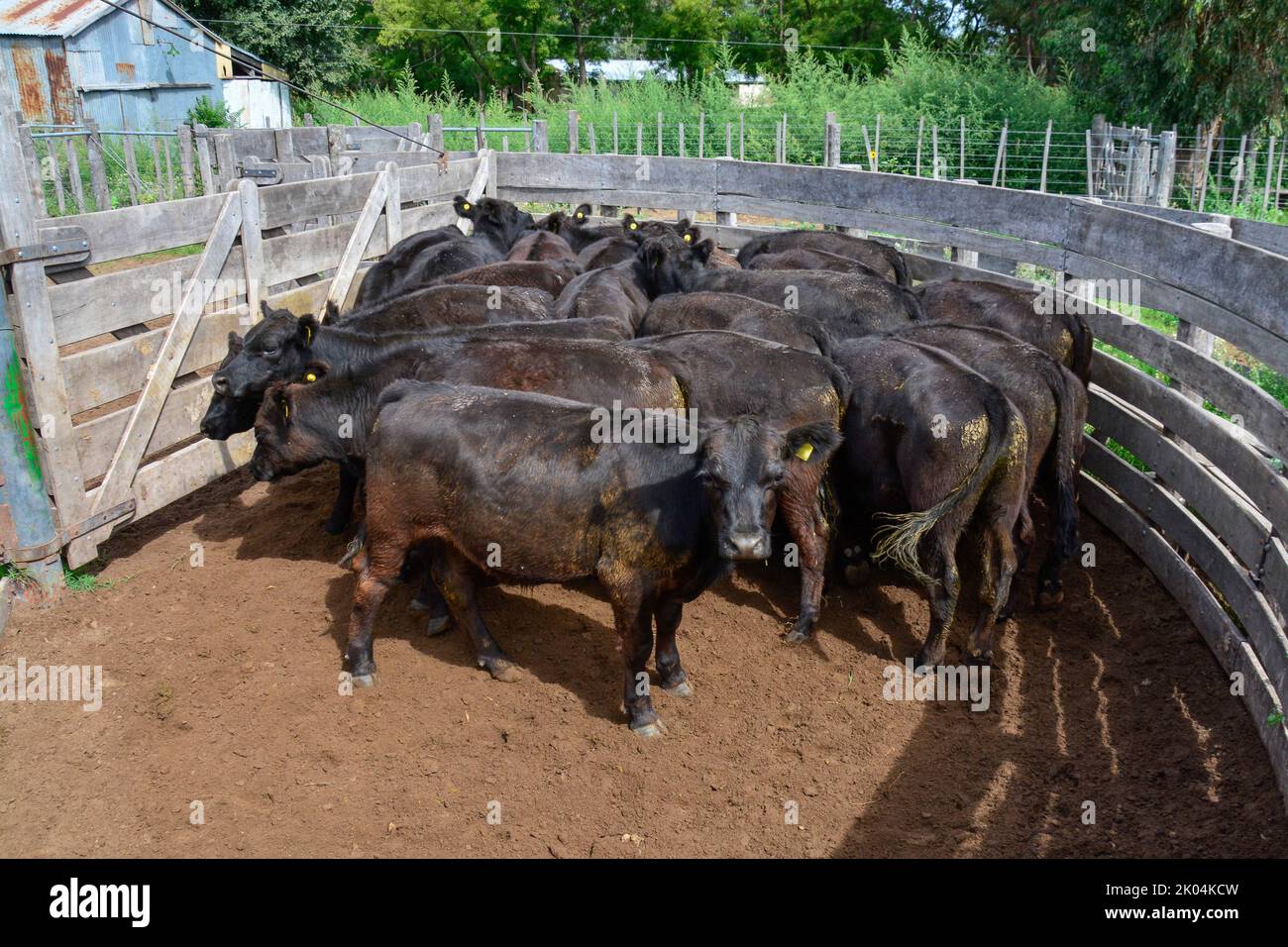 Cows raised with natural pastures, meat production in the Argentine ...