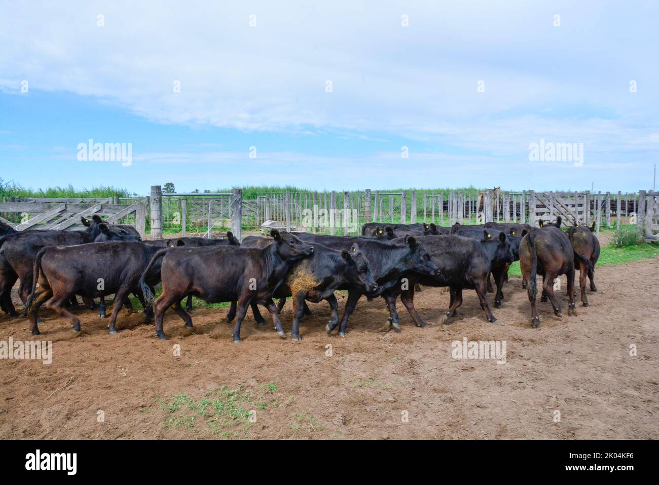 Cows raised with natural pastures, meat production in the Argentine ...