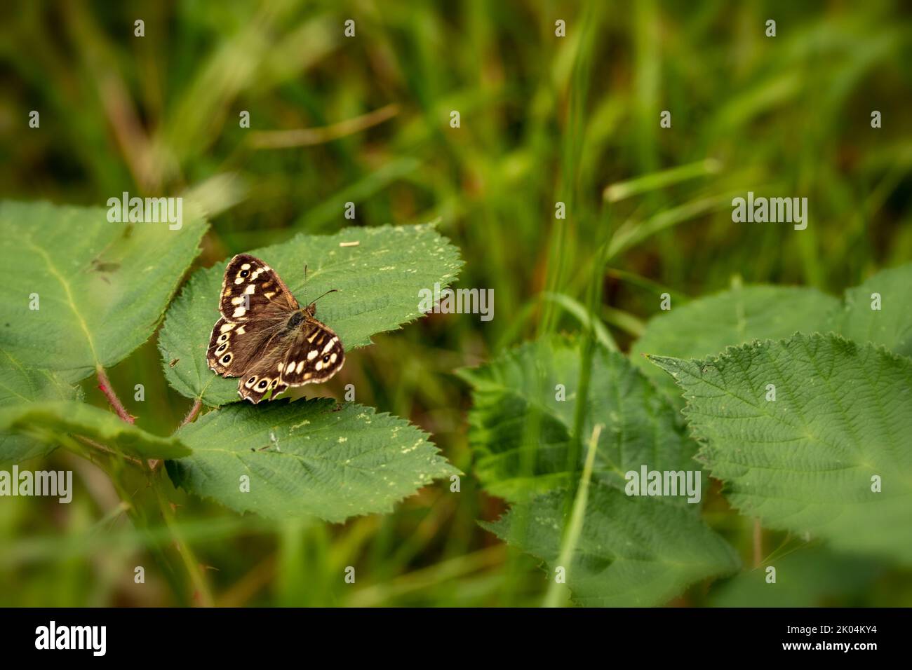 Glorious butterfly on bramble leaf, natural close-up wildlife portrait Stock Photo