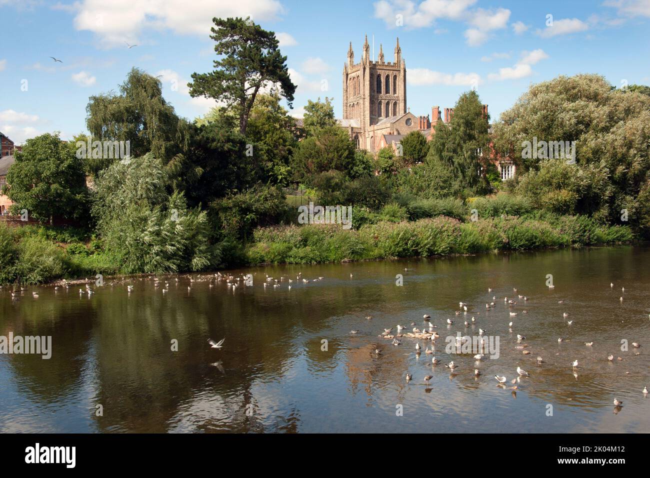 River Wye and Hereford cathedral, Herefordshire, England Stock Photo