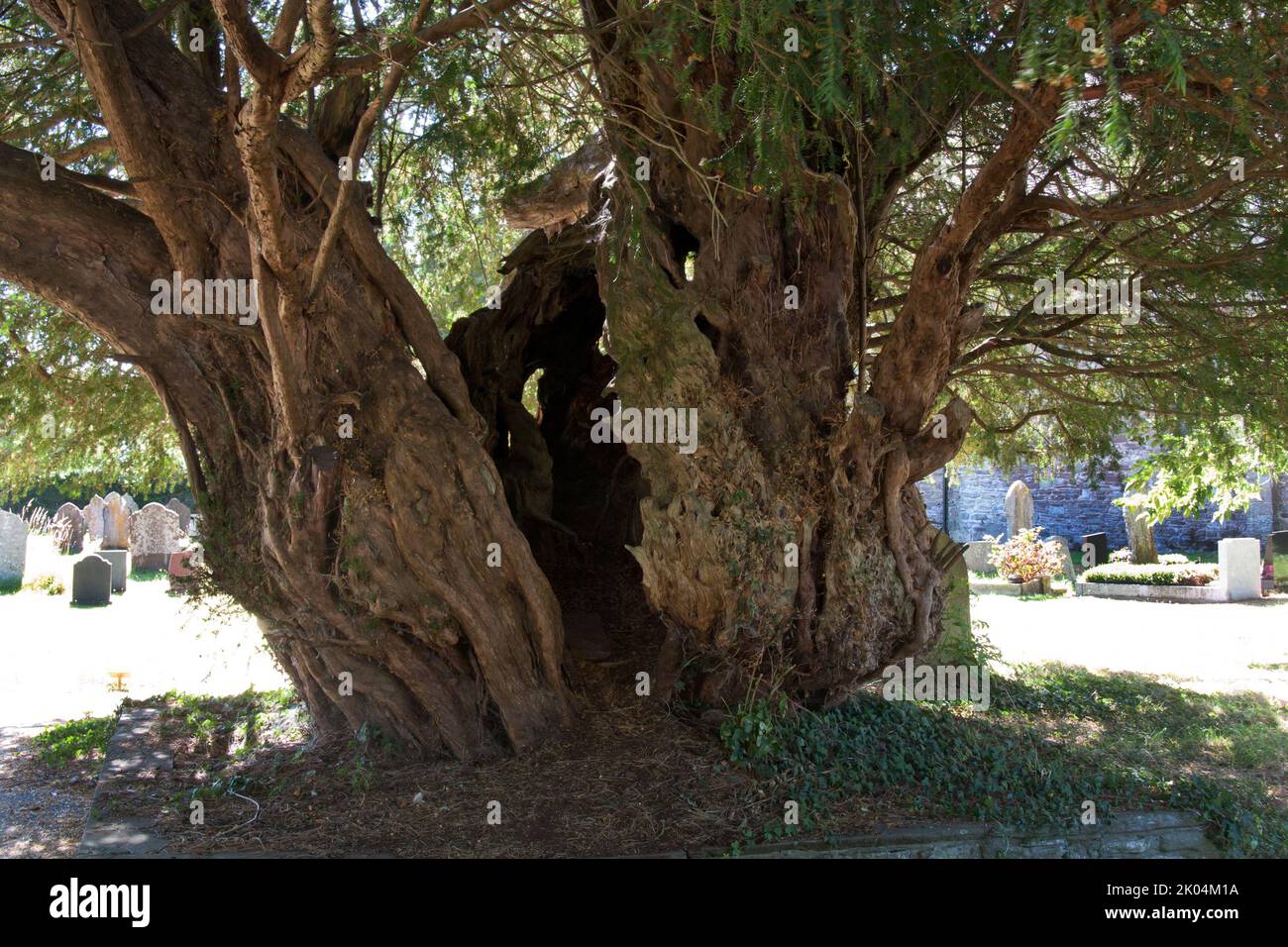 ancient yew tree (Taxus baccata) in St Peters Church, Peterchurch, Golden Valley, nr Hay on Wye, Herefordshire Stock Photo