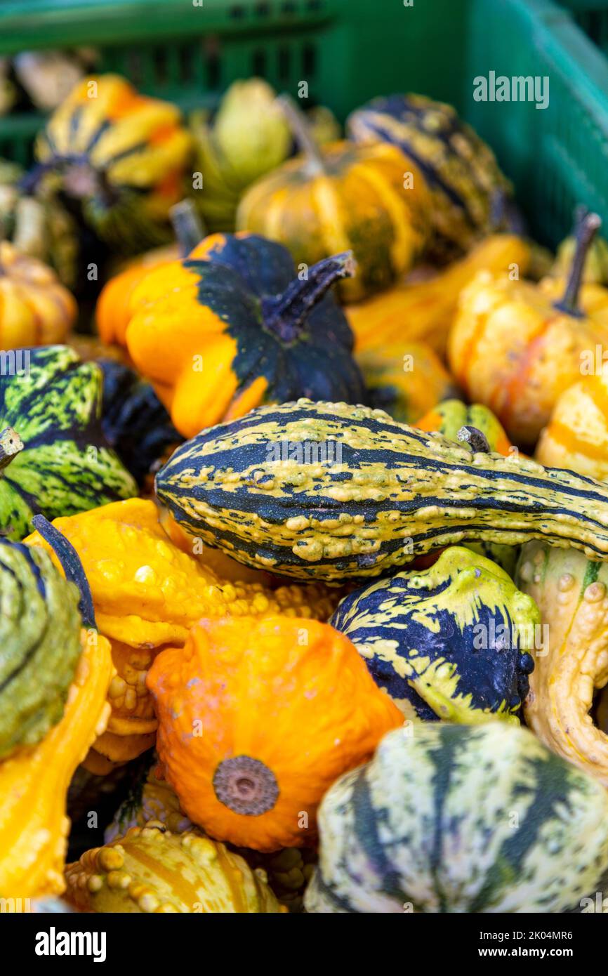 Selection of gourds at the food market in Bärenplatz and Bundesplatz, Bern, Switzerland Stock Photo