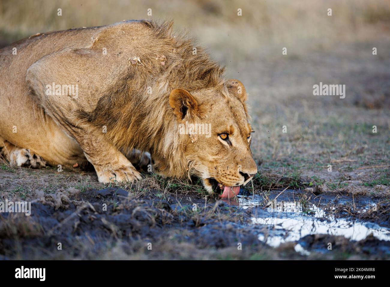 A young male lion laps water from a shallow puddle in the Okavango delta, Botswana Stock Photo