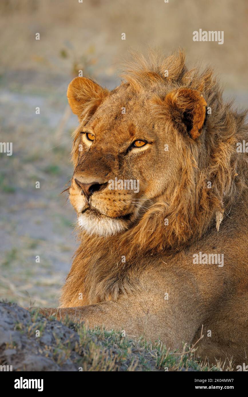 vertical portrait of a young male lion in warm morning light, Botswana Stock Photo