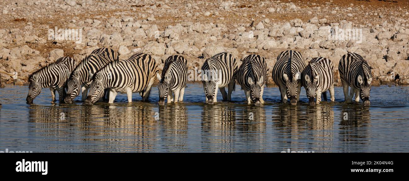 Eight zebras drinking water together in a straight line at the Okakuejo ...