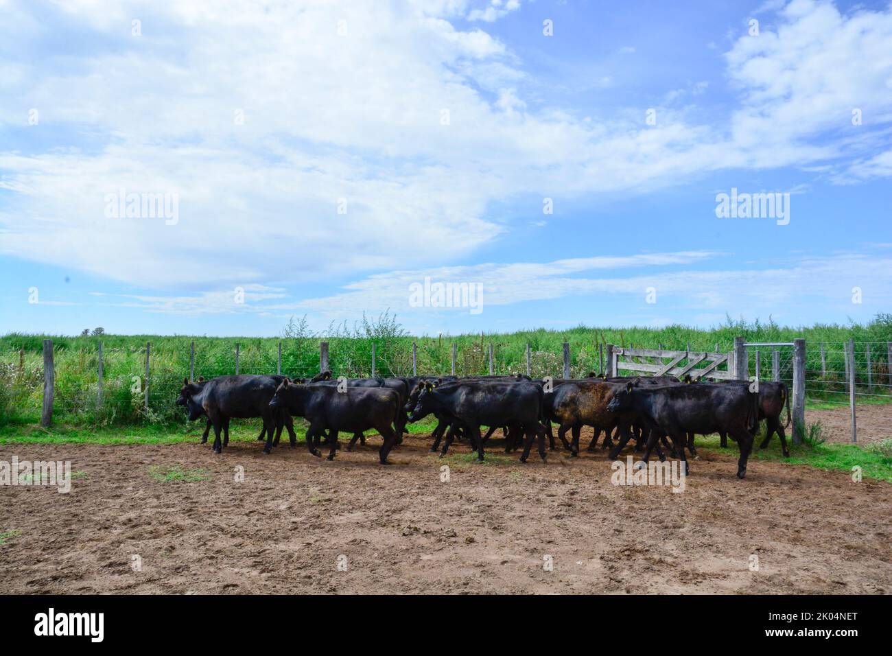 Cows raised with natural pastures, meat production in the Argentine ...