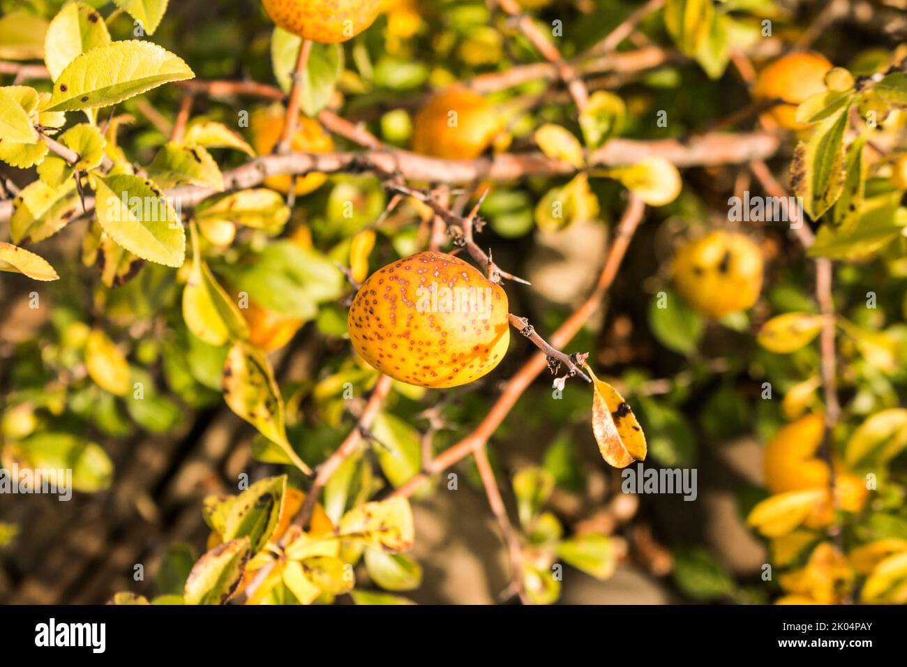 Yellow fruits of Japanese quince grow on a branch. Overripe fruits of