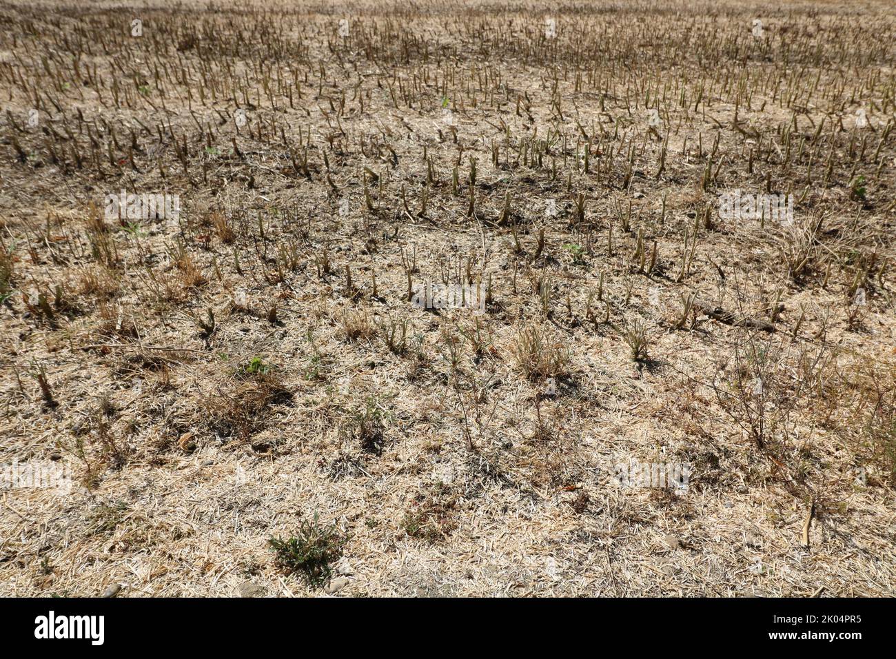 Full frame image of short cropped corn stubble after harvesting Stock Photo