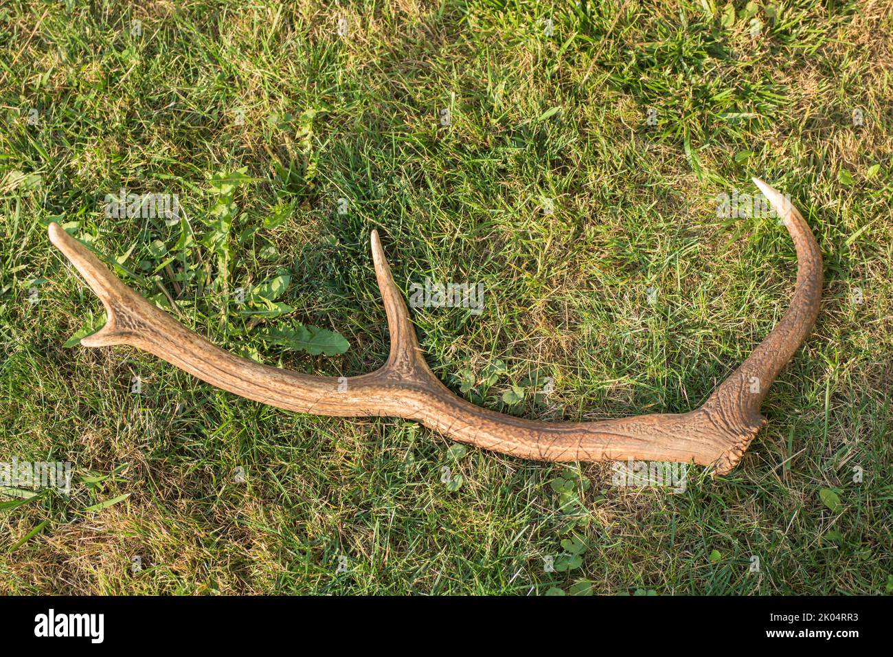 Deer antlers on the ground in a meadow. Deer rutting and deer antlers shedding are the hunting