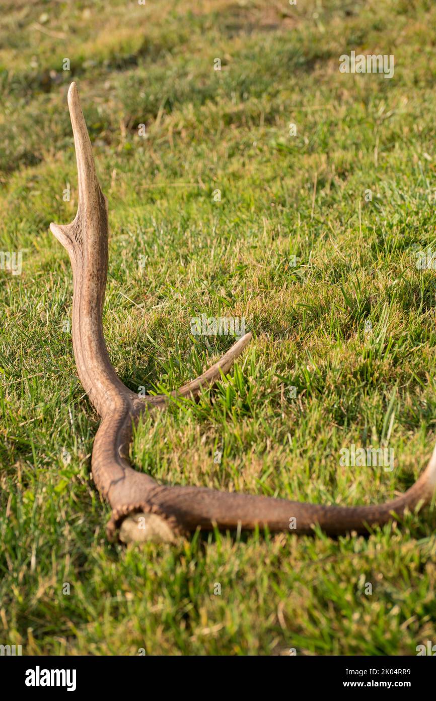 Trophy of deer antlers founded on the grass in a meadow. Antlers