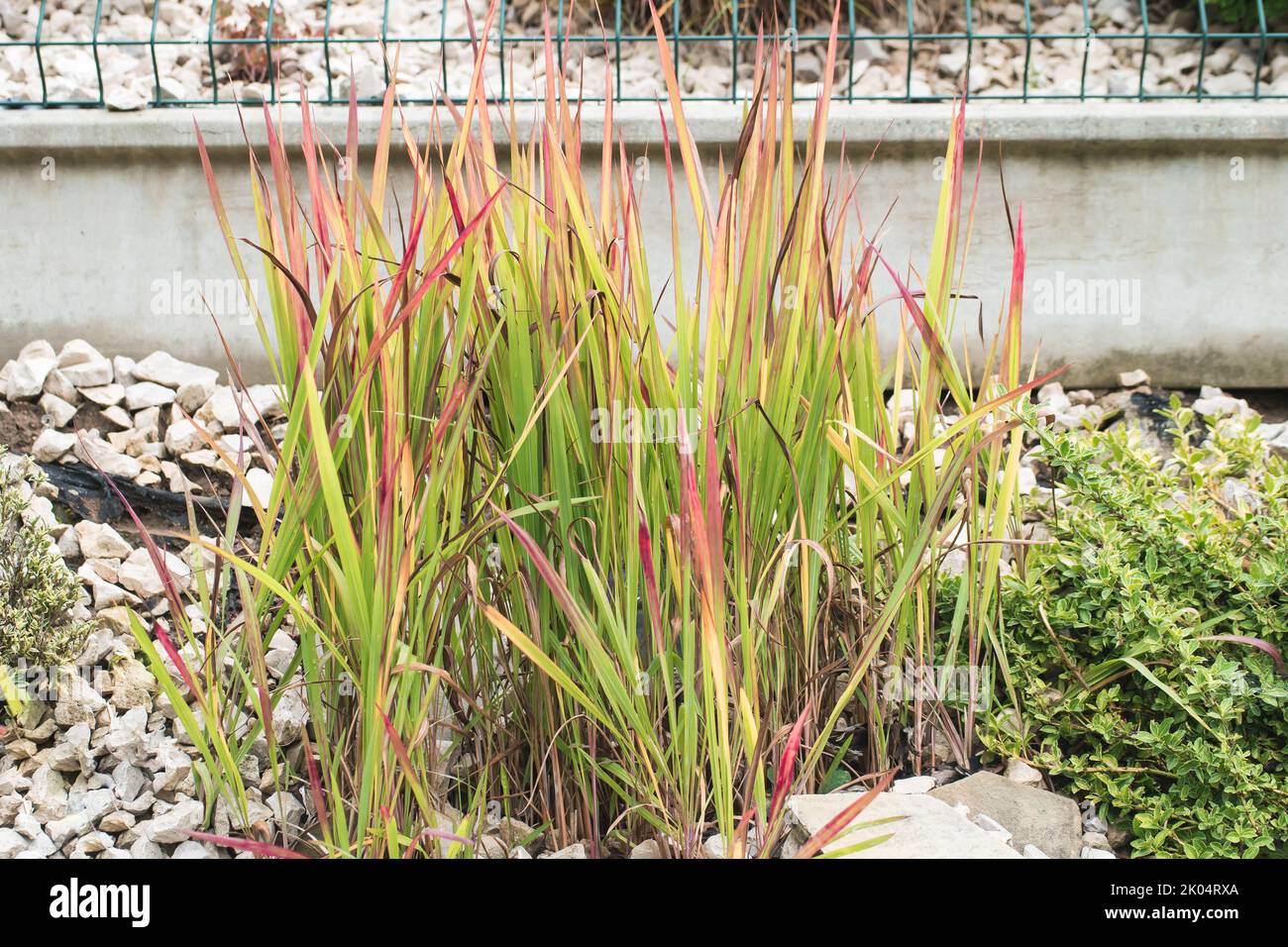Imperata cylindrica or commonly cogon grass, kunai grass. Cultivar Red Baron. From Poaceae family. Frost resistant plant. Stock Photo