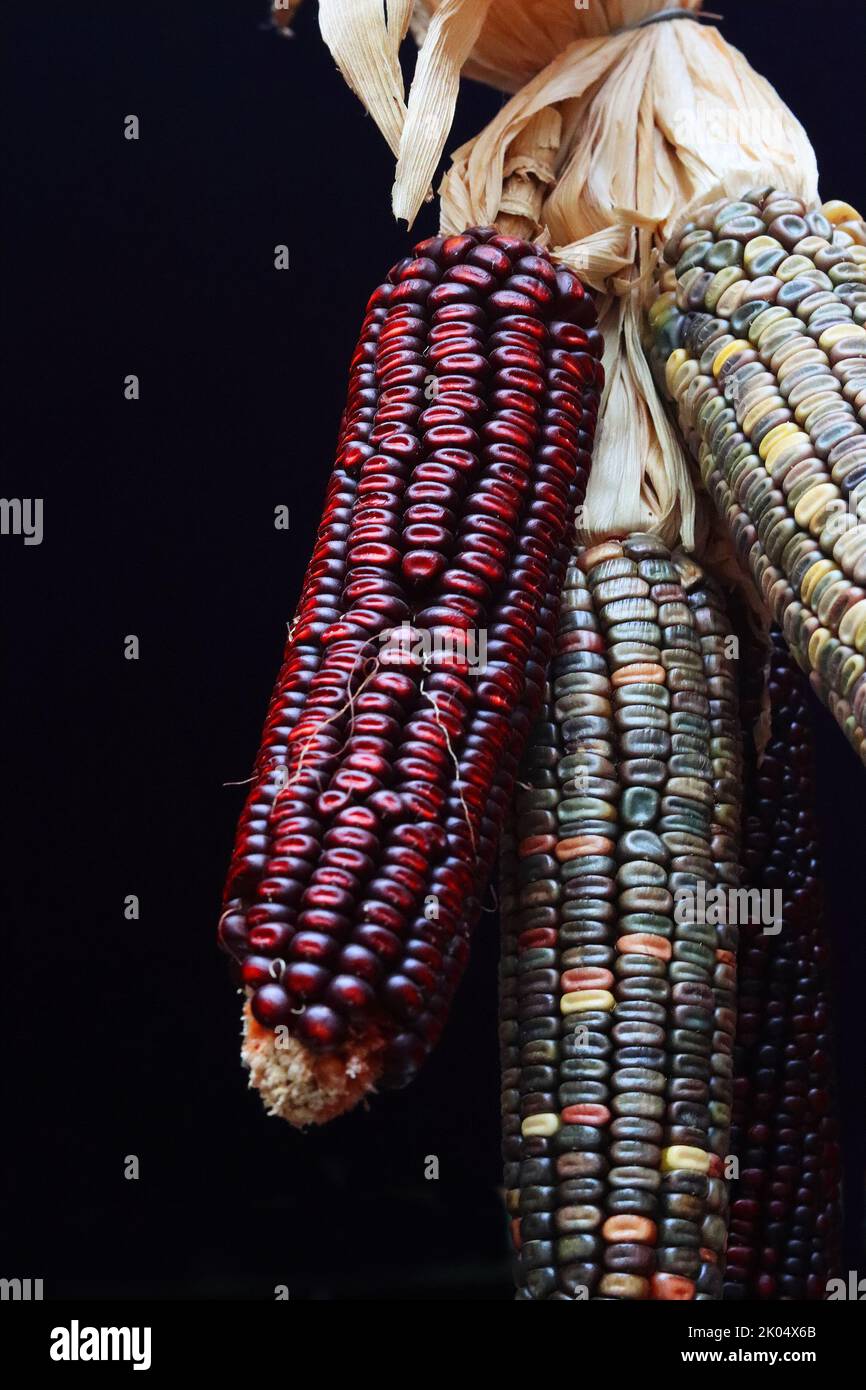 Bunch of Multi-colored indian Flint Corn hanging in the showcase of the oriental market store in Heidelberg, Bavaria, Germany. Dark brown background. Stock Photo
