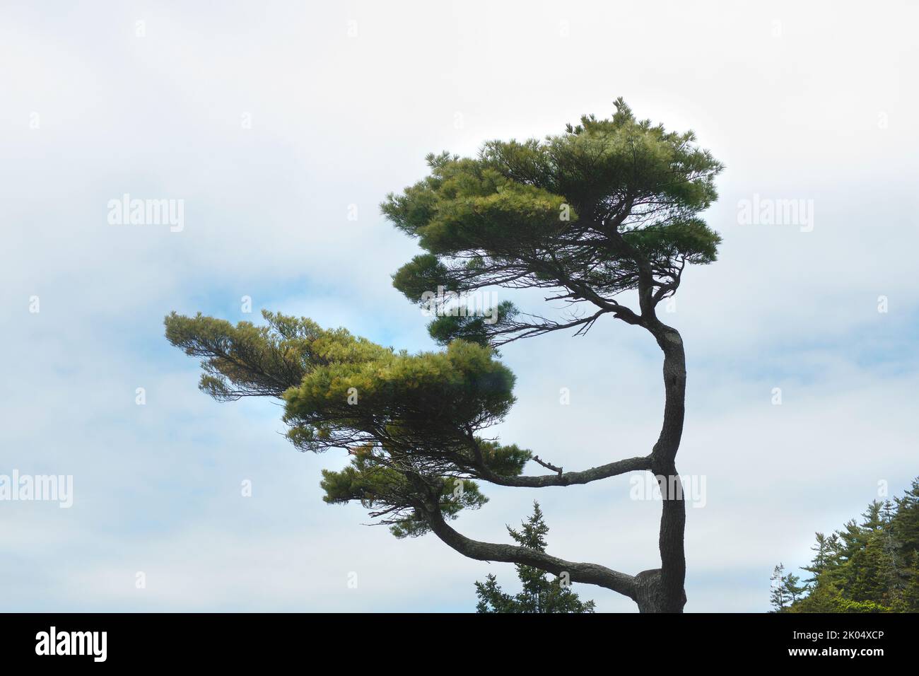 Pine Tree against Cloudy Sky Stock Photo