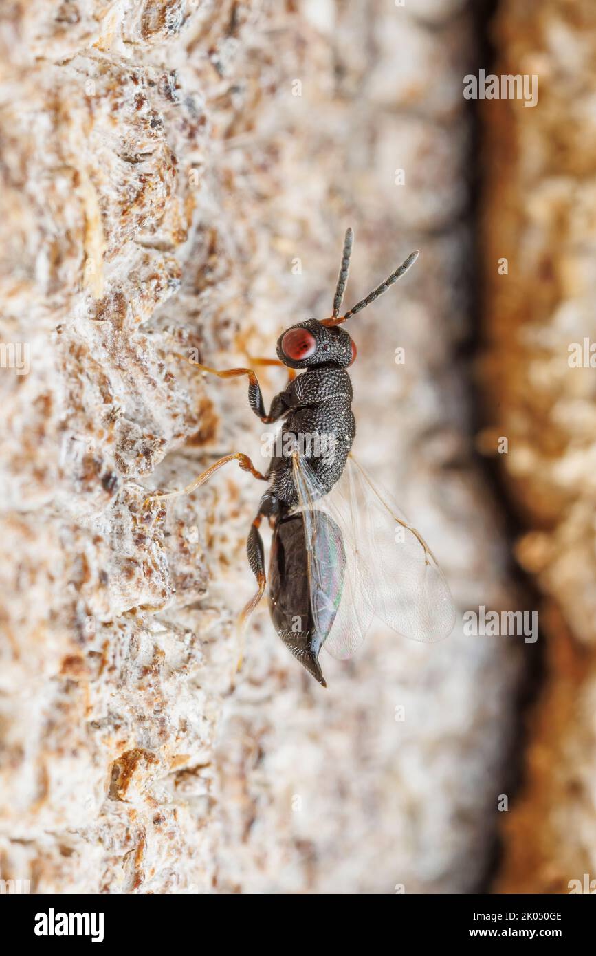 Chalcidoid Wasp (Eurytominae) - Female Stock Photo