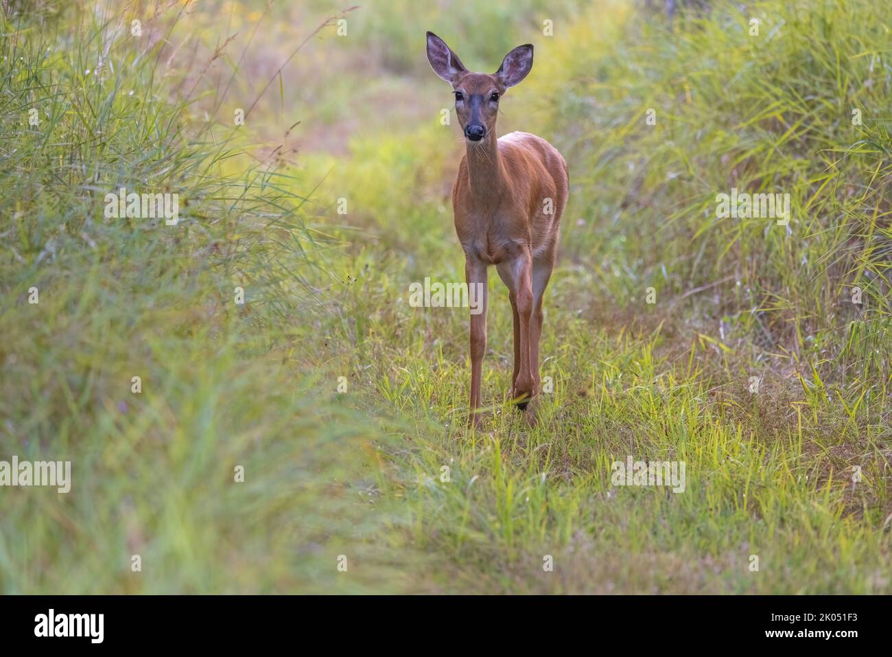 White-tailed doe in a northern Wisconsin field. Stock Photo