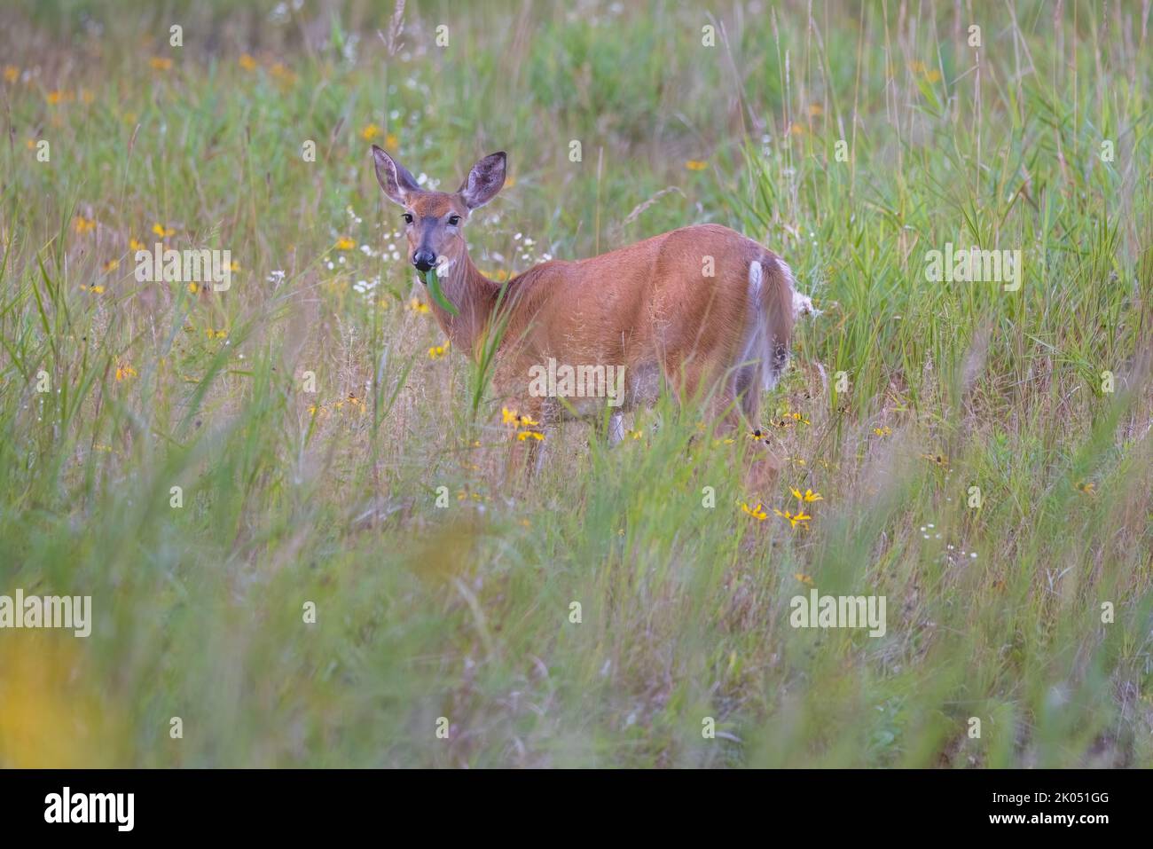 White-tailed doe in a northern Wisconsin field. Stock Photo