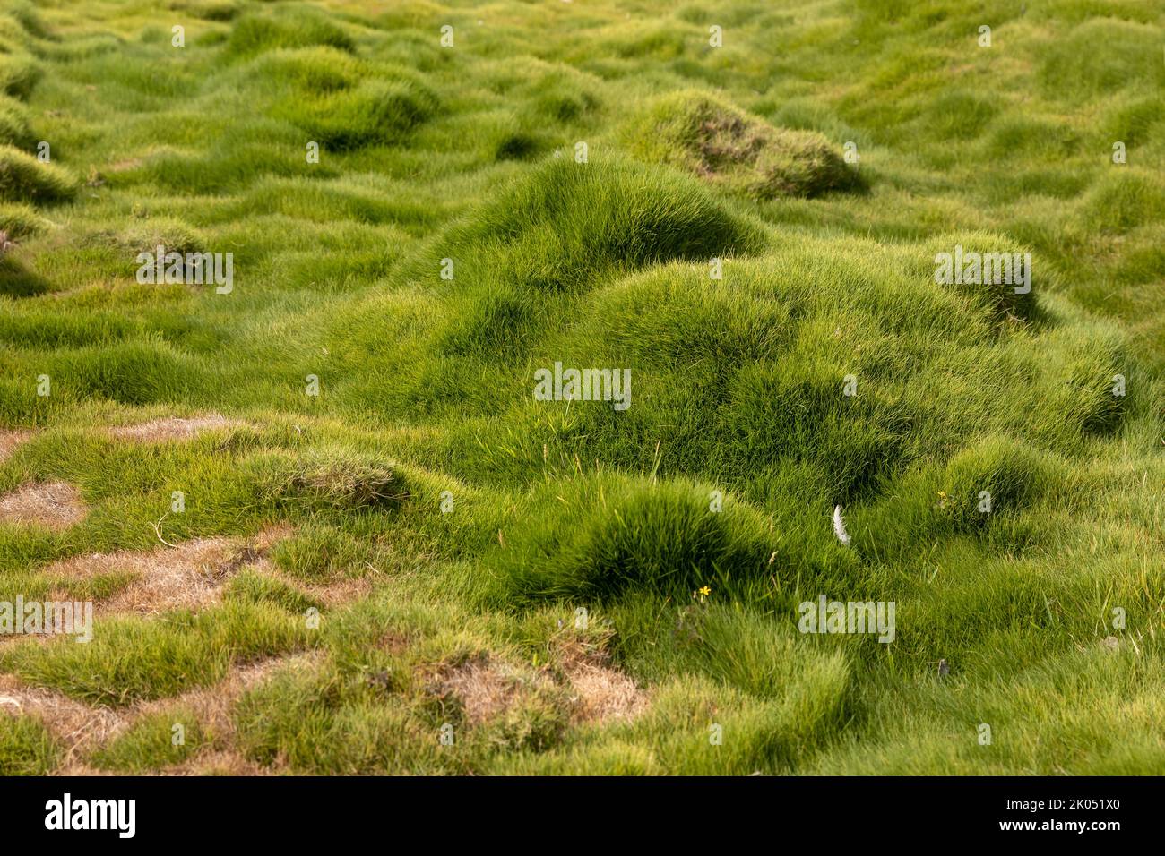 hills and bumps covered with artificial grass roll Stock Photo