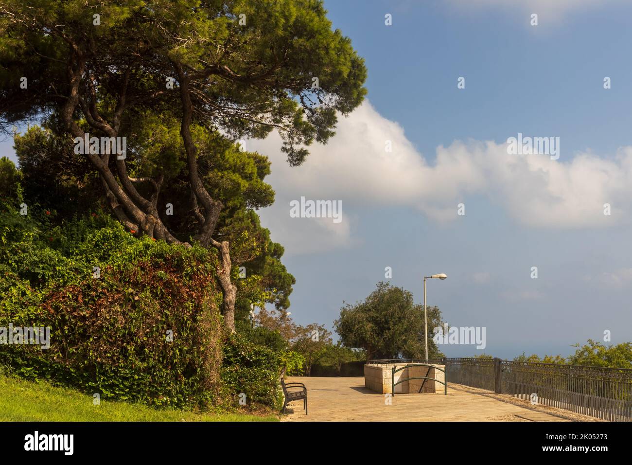 Huge pine tree along the promenade above the sea, sky with clouds, southern landscape Stock Photo