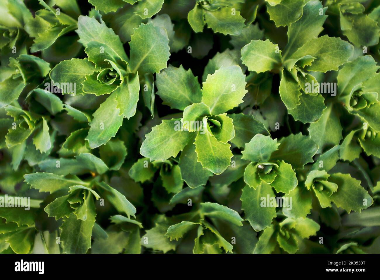 High Angle View of Pachysandra Stock Photo