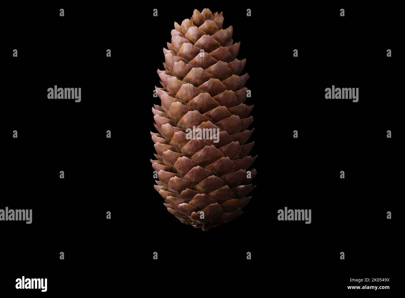 brown pine cone vertically on black background Stock Photo
