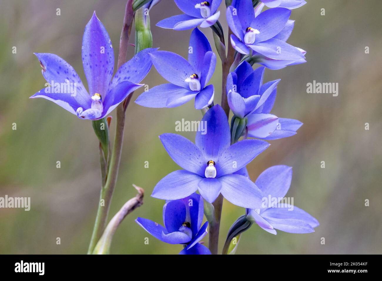Close up of Australian Dotted Sun Orchid Stock Photo