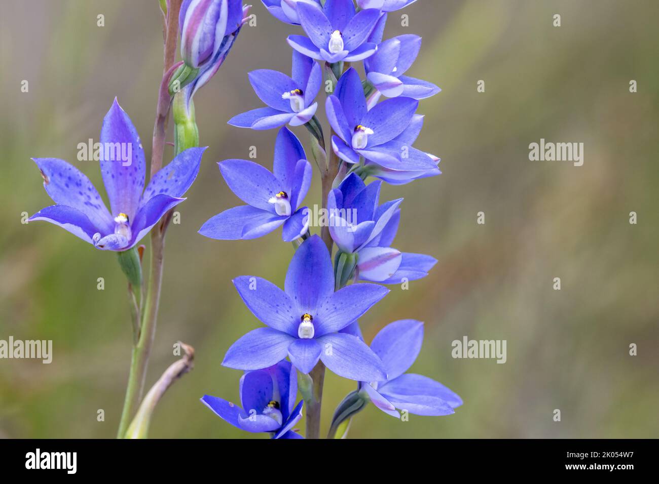 Close up of Australian Dotted Sun Orchid Stock Photo