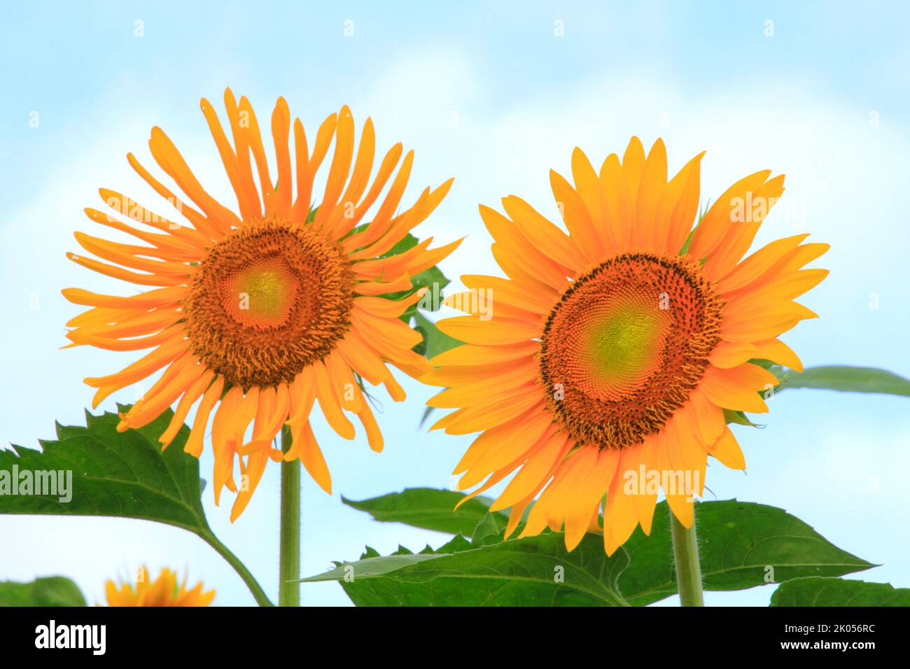 Himawari hi-res stock photography and images - Alamy