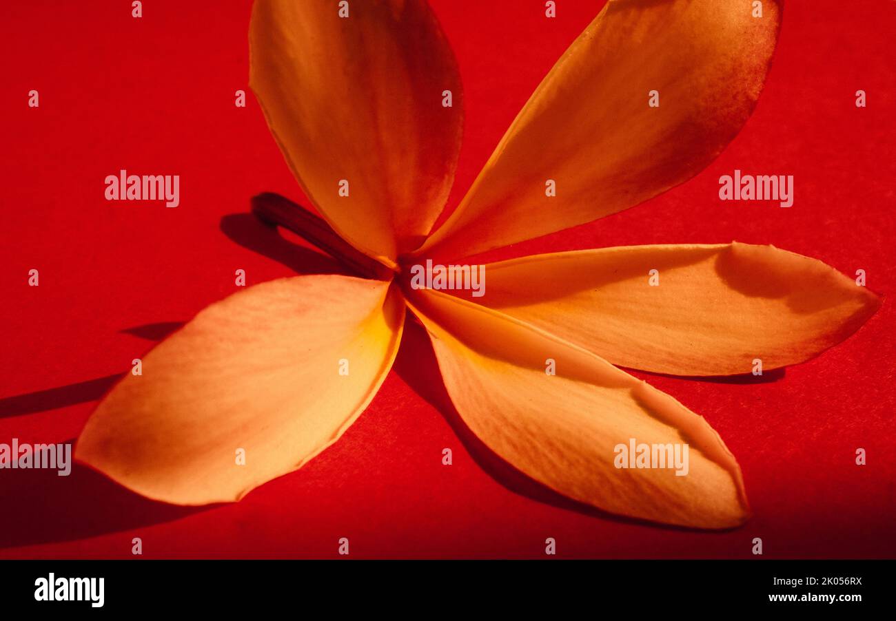 Close up shot of a Frangipani flower on a bright pink background Stock Photo