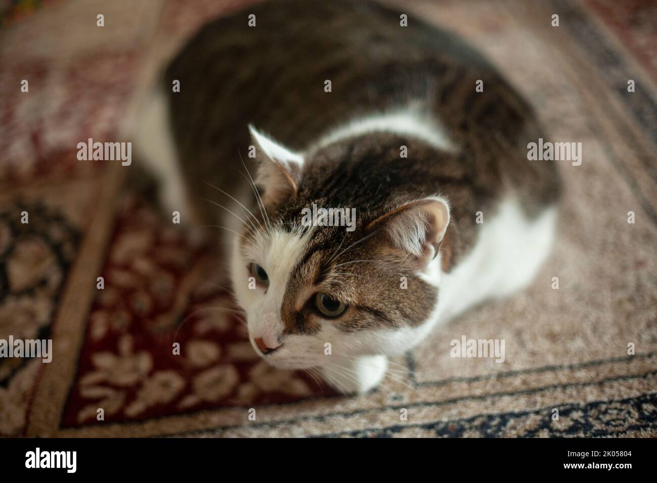 A domestic cat lies on the carpet. The cat looks into the camera. Big fat cat. Favorite pet. Stock Photo