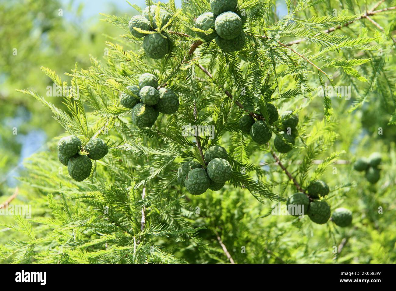 A branch of a bald cypress tree with green cones in Virginia, USA Stock