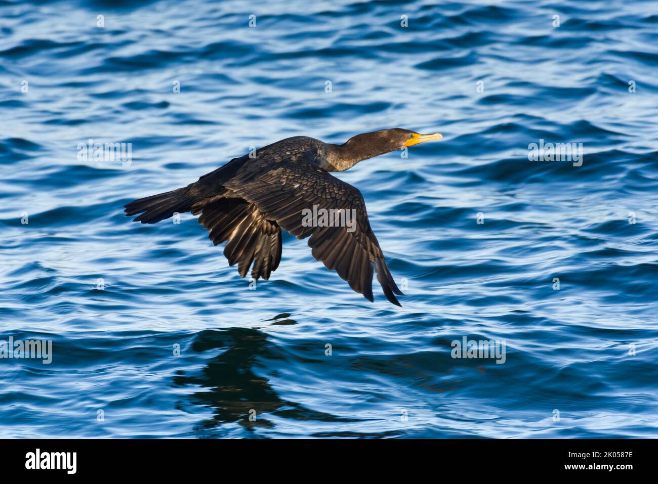 Cormorant flying low with wings extended across waves on blue water Stock Photo