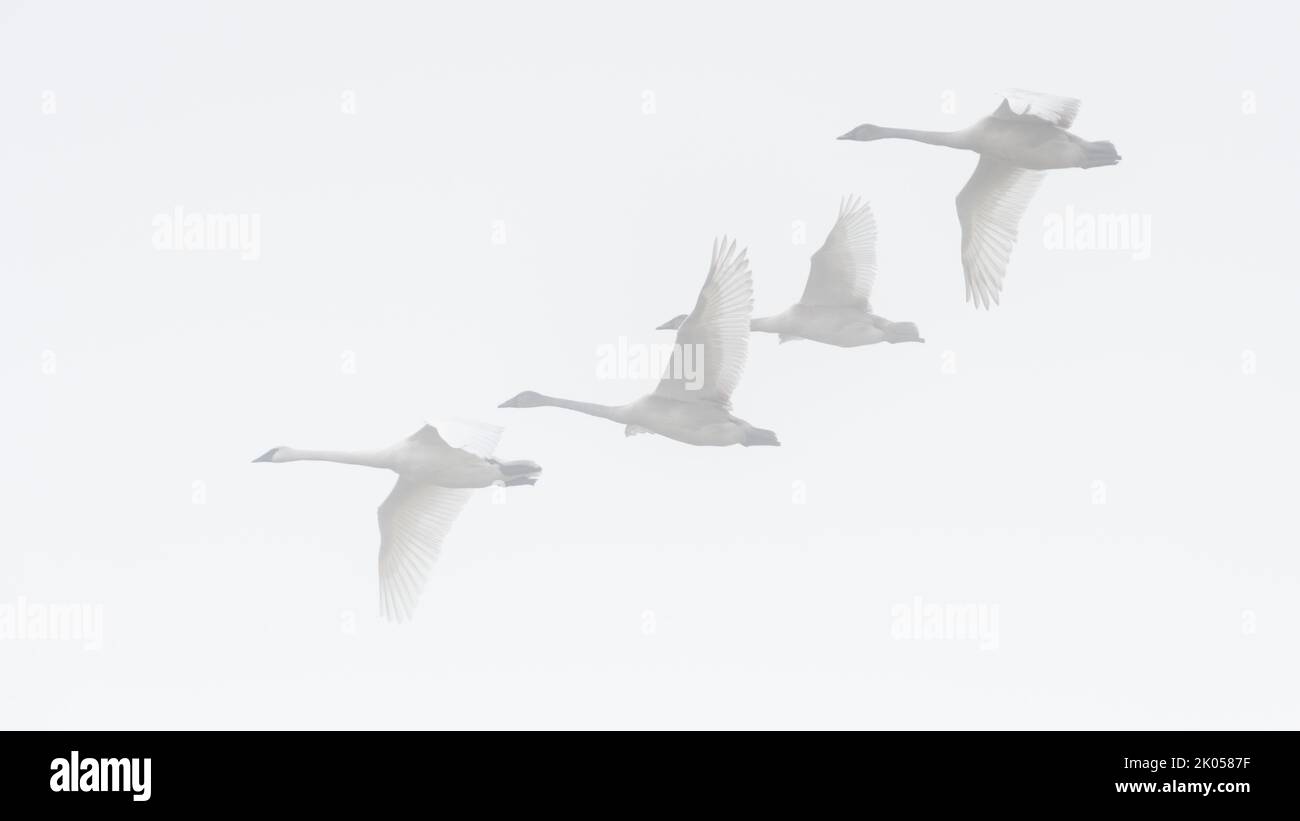 Four wintering swans fly through mist against a bright white background Stock Photo