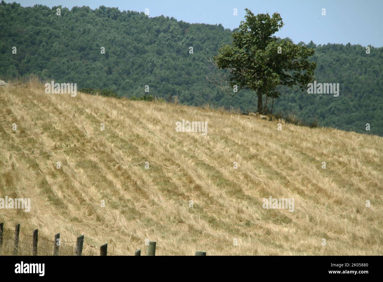 Hay drying on a hillside in Virginia, USA Stock Photo Alamy