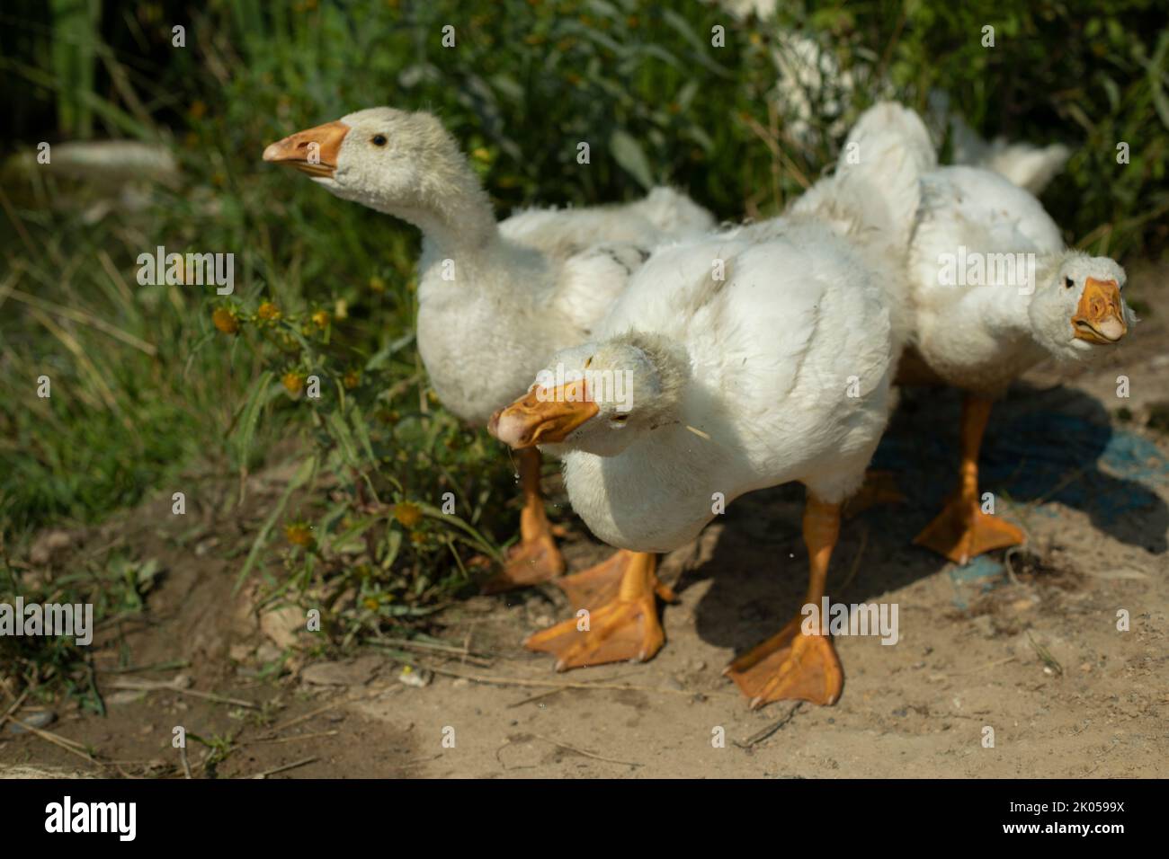Goslings on pond. White birds. Goose farm. Rural life. Cute chicks. Stock Photo