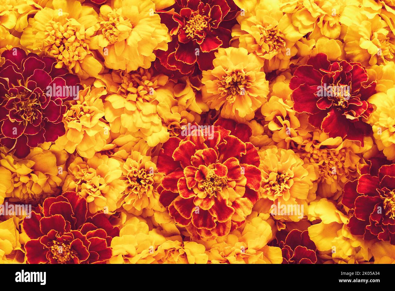 Marigold flowers texture, holiday decoration, orange and red marigolds background Stock Photo