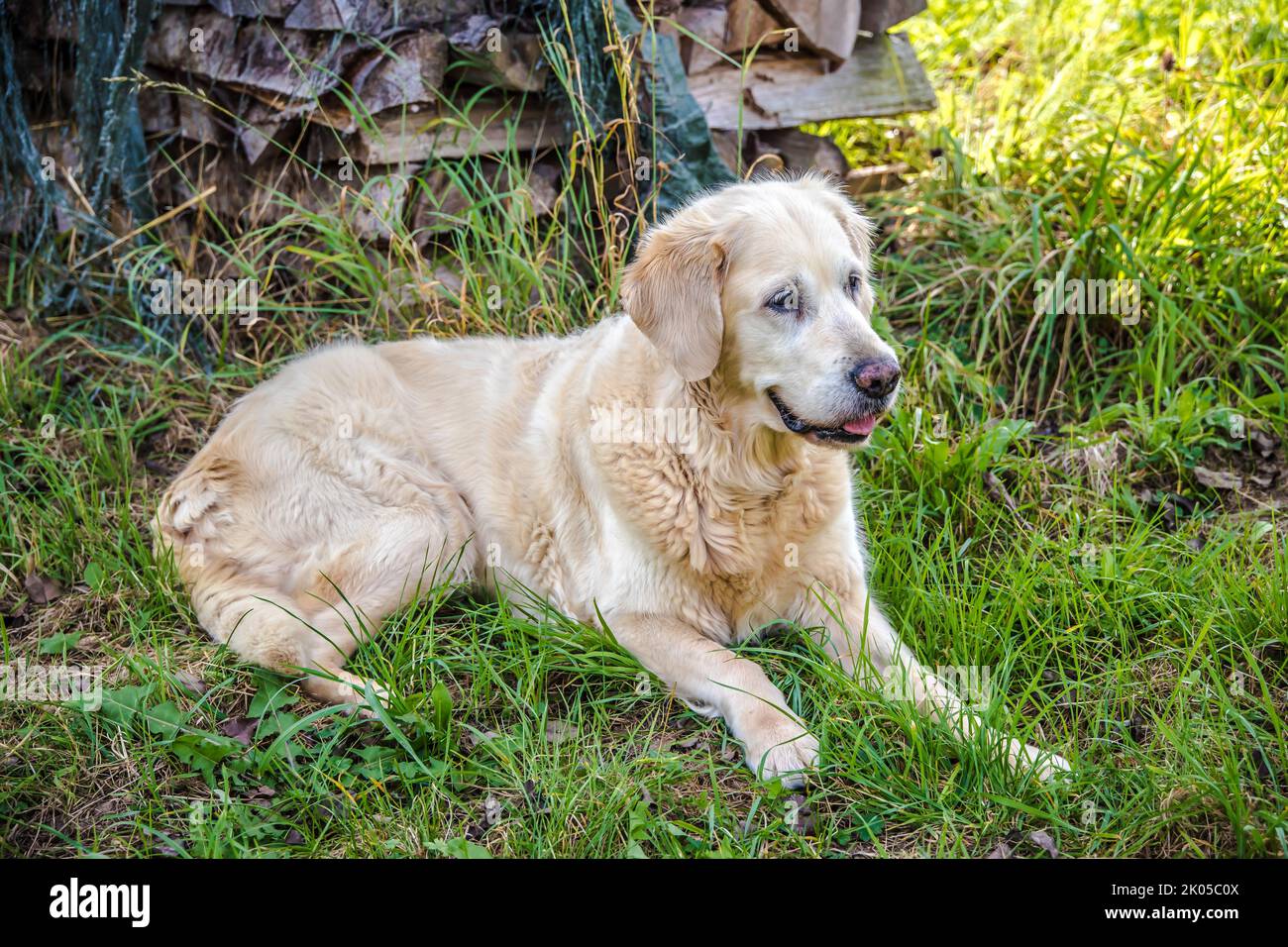 Senior retriever hi-res stock photography and images - Page 13 - Alamy