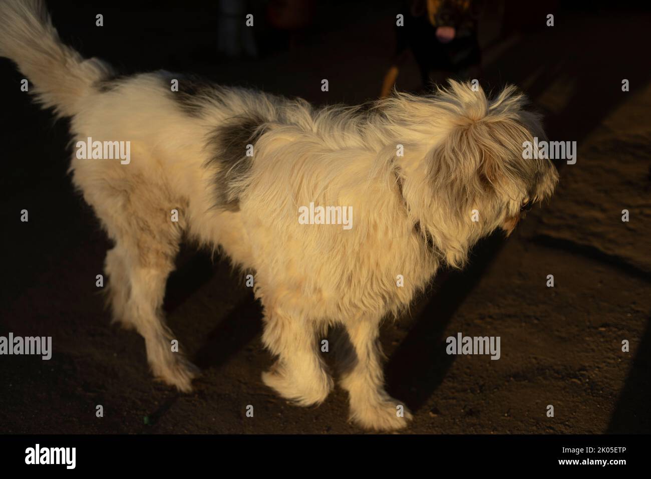 Mixed breed dog. Pet on street. Dog with wool. Stray animal. Stock Photo