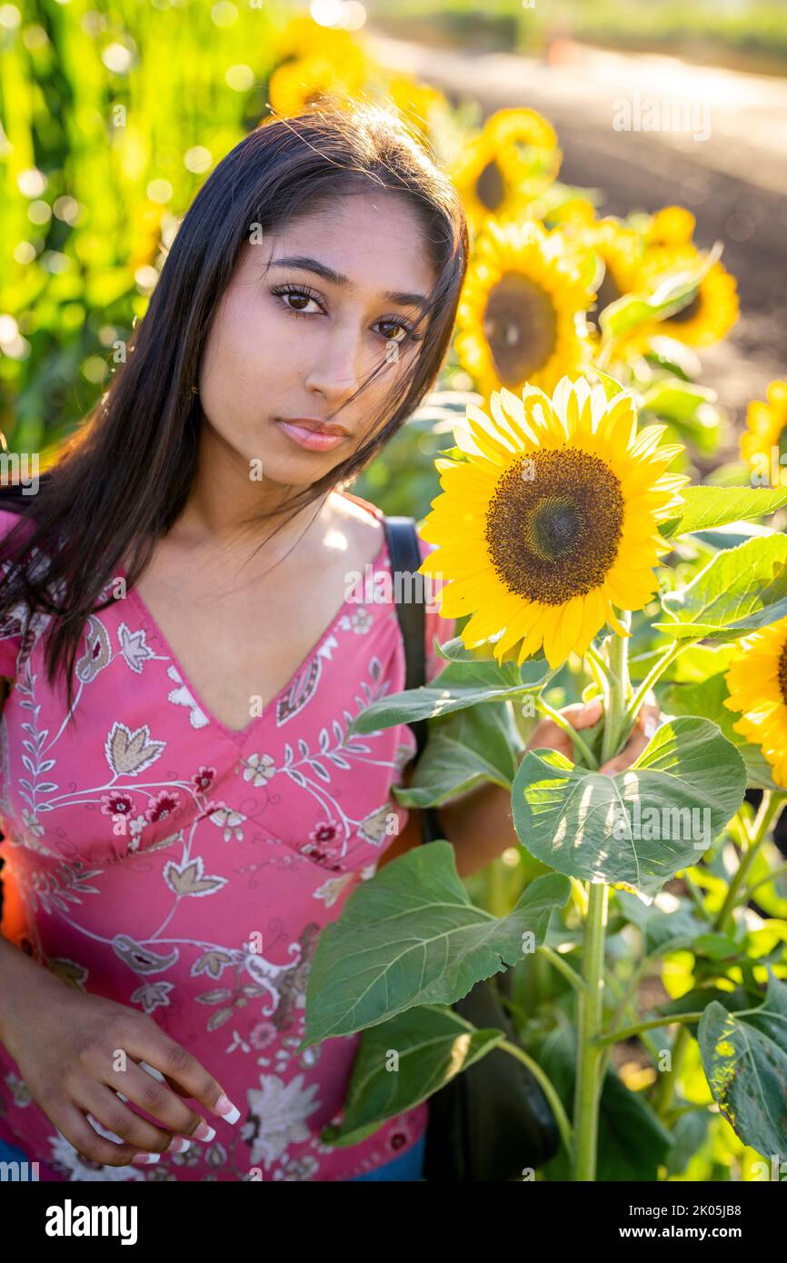 Fall Celebration Portrait of a Young Indian Woman Standing in a Field of Sunflowers Stock Photo